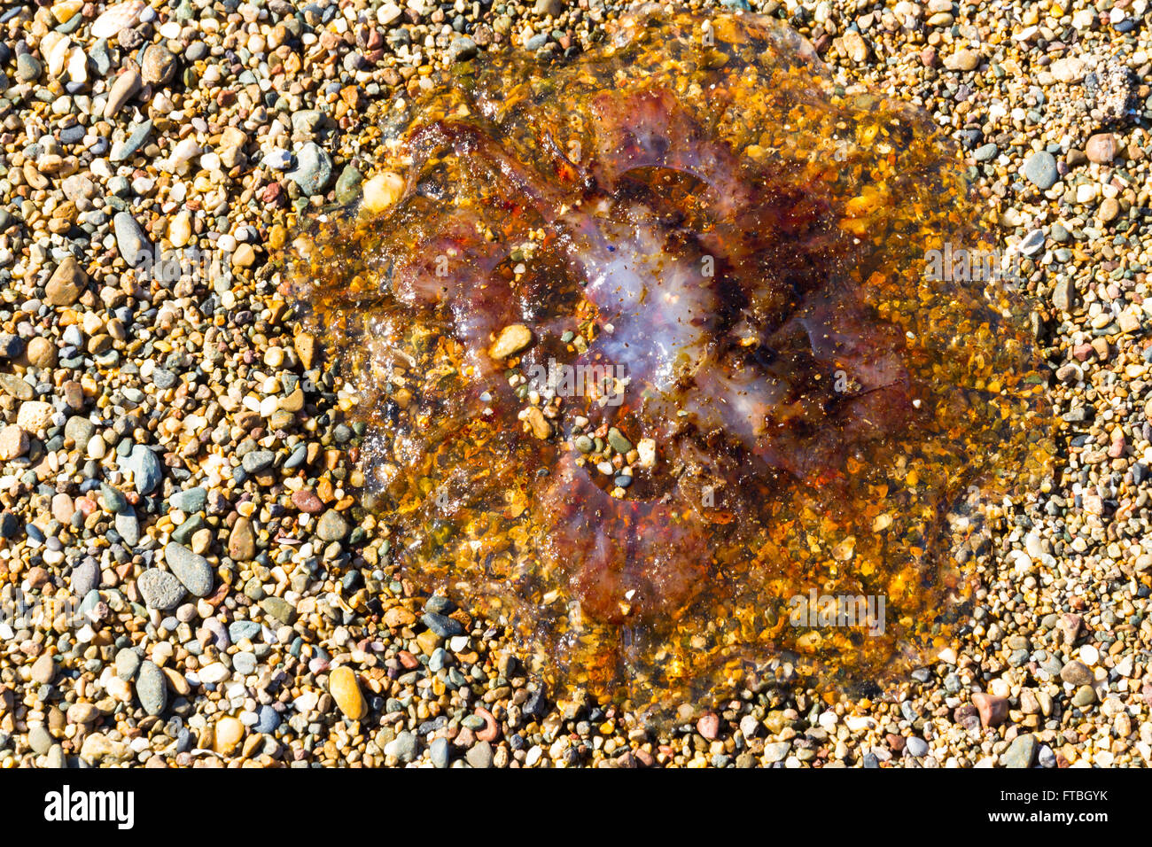 Medusas u jellie, parte de los cnidarios se lavan en Pebble Beach. Foto de stock