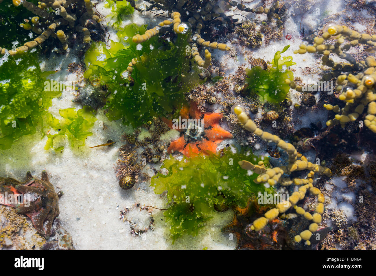 Asterinidae Estrella de mar, la Bahía de incendios, Tasmania, TAS, Australia Foto de stock