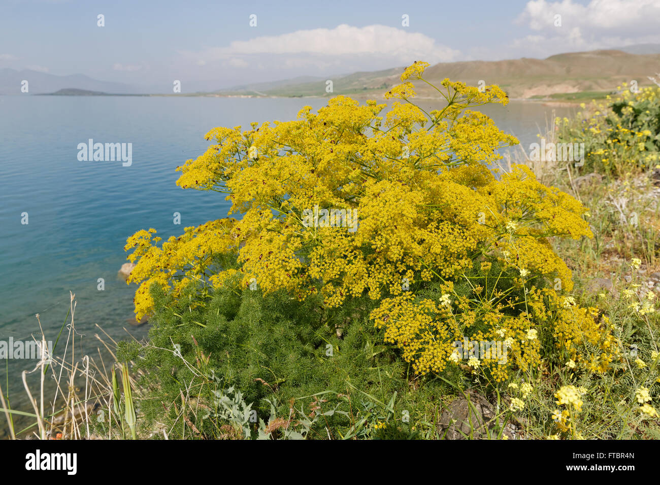 Auténtica hinojo (Foeniculum vulgare), el lago Van, en Anatolia, Turquía Foto de stock
