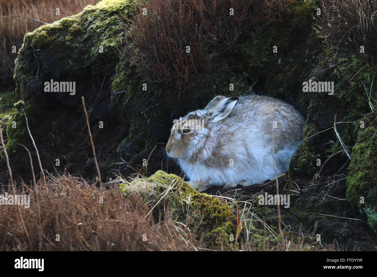 Mountain Liebre lepus timidus escondido debajo de socavar la turba de páramos en el proceso de la muda es abrigo blanco Foto de stock
