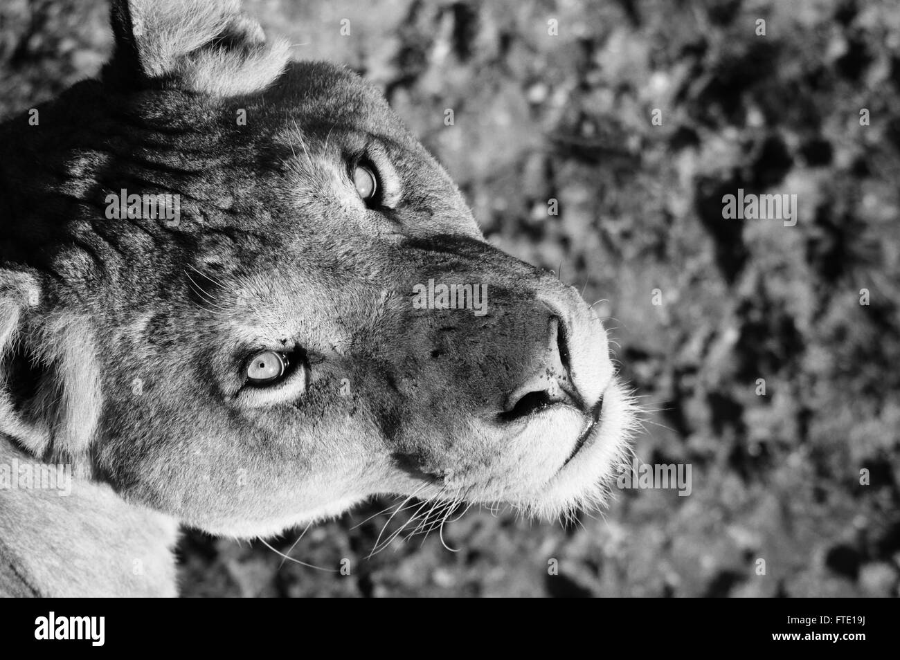 Un león africano busca en mi cámara durante un día caluroso y soleado en el mes de julio. Foto de stock