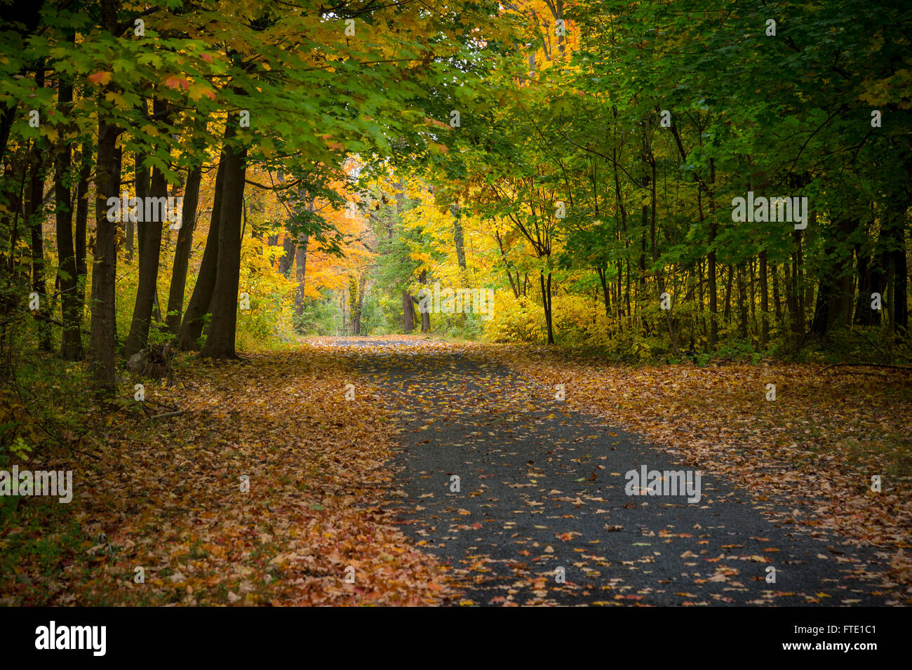 Carretera rural con el follaje de los árboles de otoño, Pensilvania, EE.UU. Foto de stock
