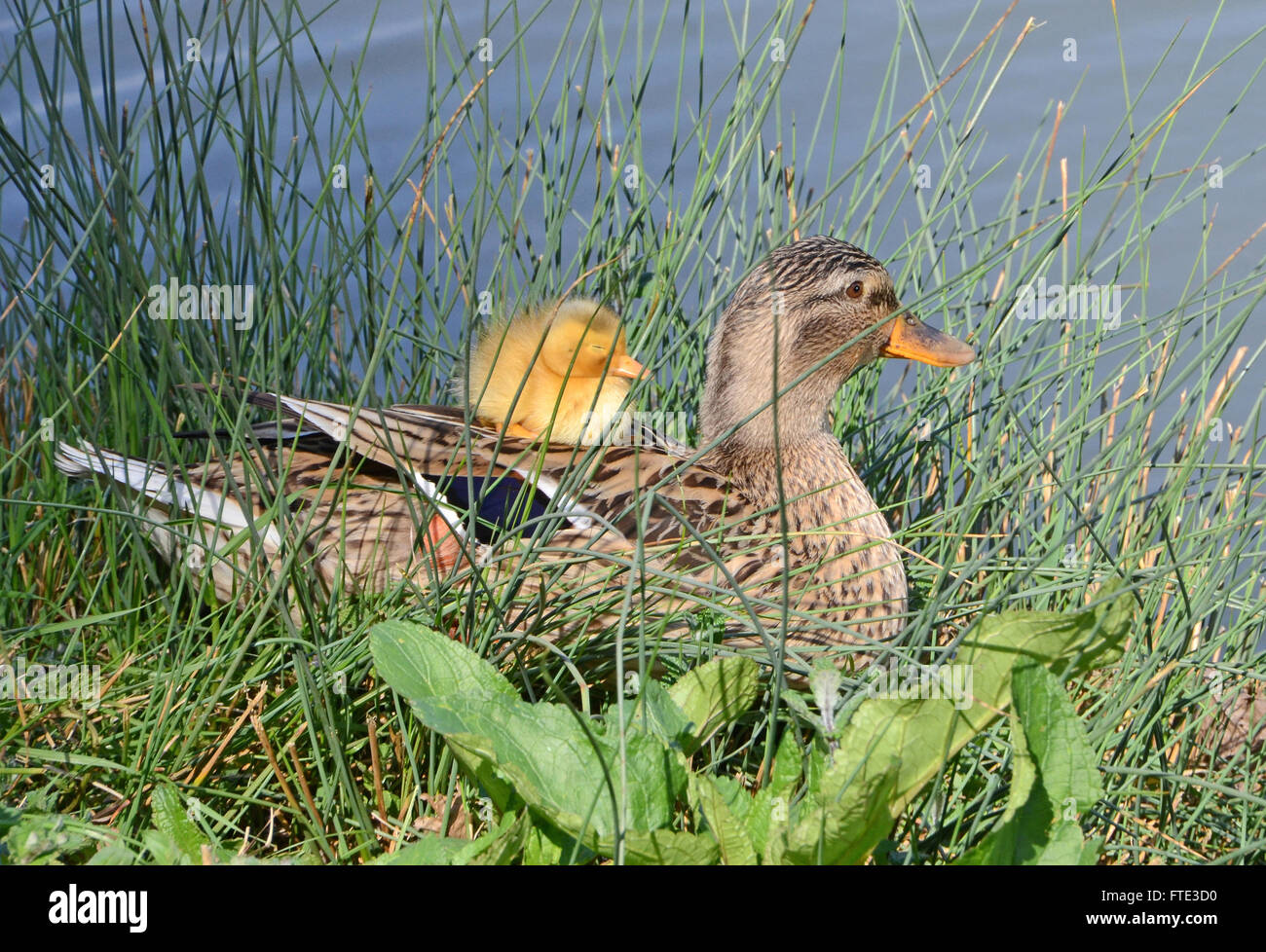 Patito patito pato pato madre fotografías e imágenes de alta resolución