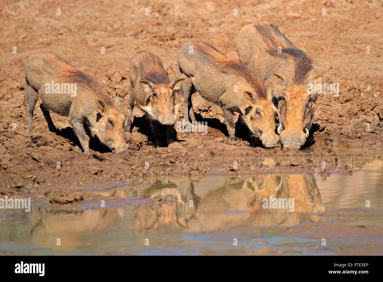 Una familia de facóqueros (Phacochoerus africanus) agua potable, Sudáfrica Foto de stock