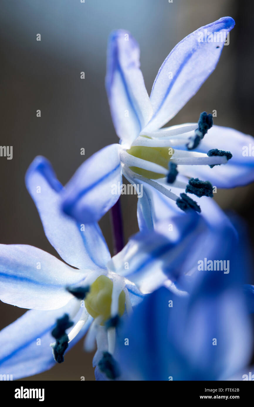 Flor Azul closeup con fondo de cielo borrosa Foto de stock