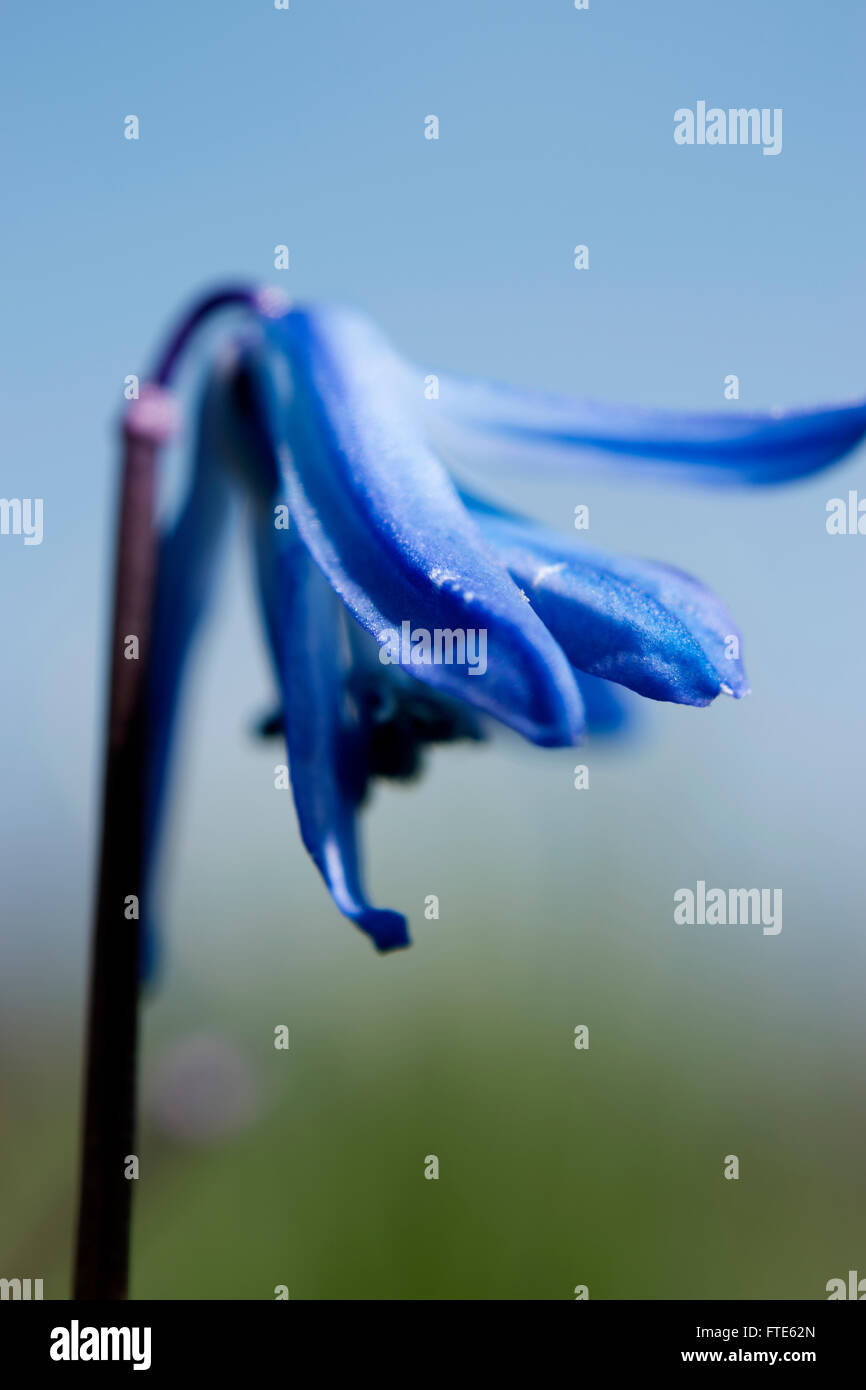 Flor Azul closeup con fondo de cielo borrosa Foto de stock