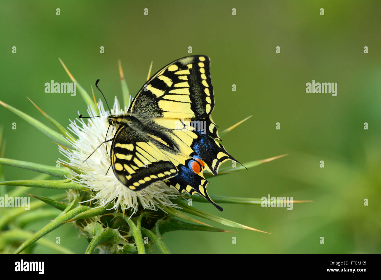 Especie de mariposa Papilio machaon - - en una espina flor Foto de stock