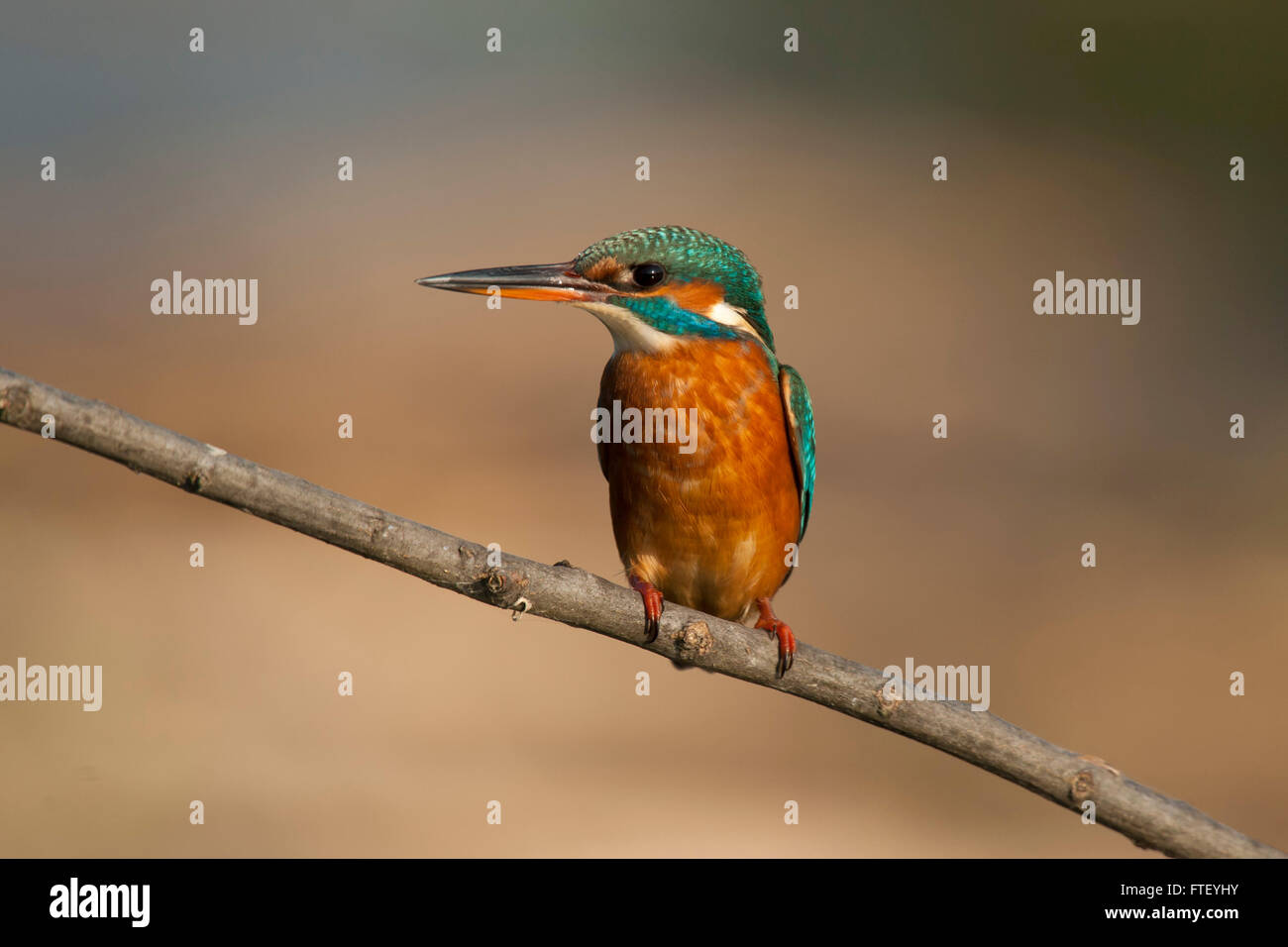 Kingfisher hembra en una rama en el oasis Lipu de Racconigi en Piamonte Foto de stock