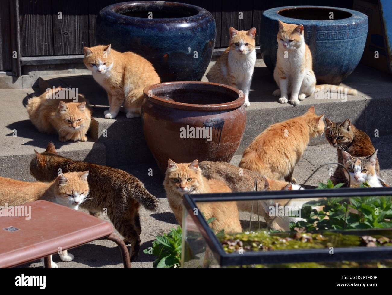 El martes. 22 Mar, 2016. Un ejército de gatos habitan el gato paraíso de  Aoshima island, frente a la costa de Ozu ciudad en la prefectura de Ehime  en Martes, 22 de