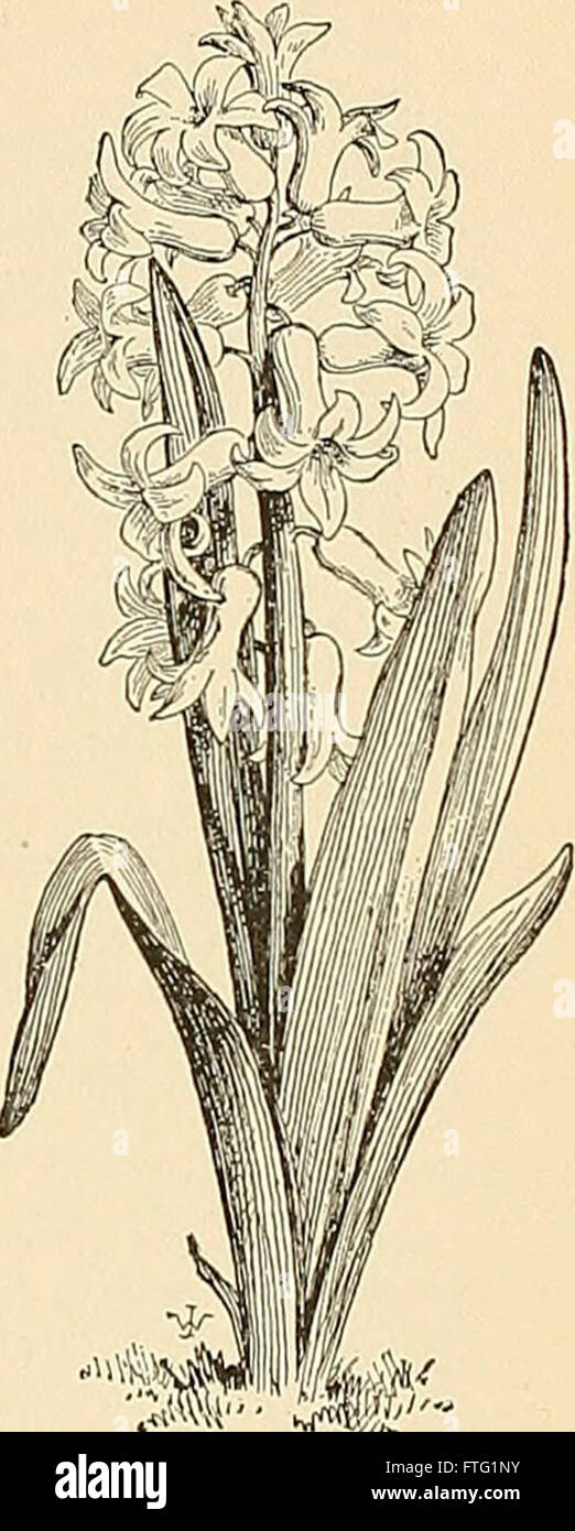 Cyclopedia of American horticultura, compuesto de sugerencias para el cultivo de plantas hortícolas, las descripciones de las especies de frutas, hortalizas, flores y plantas ornamentales se venden en la Foto de stock