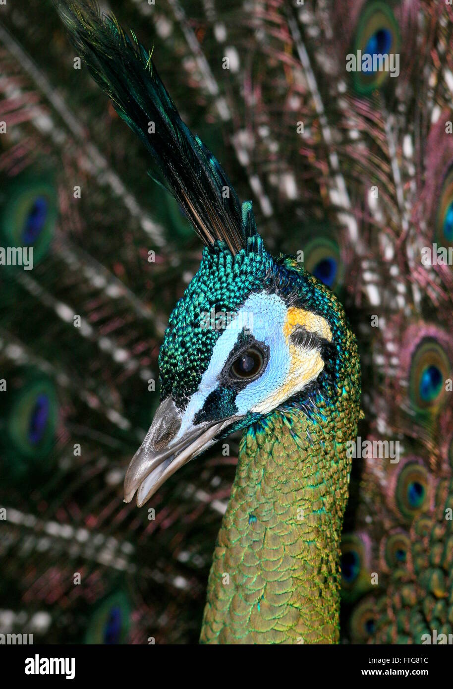 Verdes de Asia o Java peafowl Peacock (Pavo muticus), primer plano de la cabeza Foto de stock