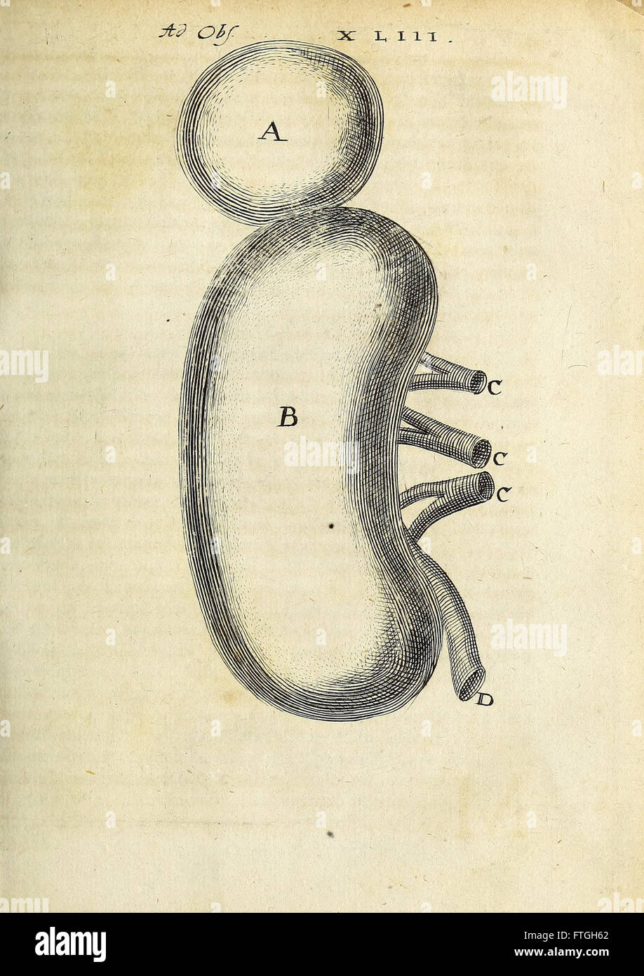 Miscellanea Curiosa Medico-Physica Academiae Naturae Curiosorum (1670) Foto de stock