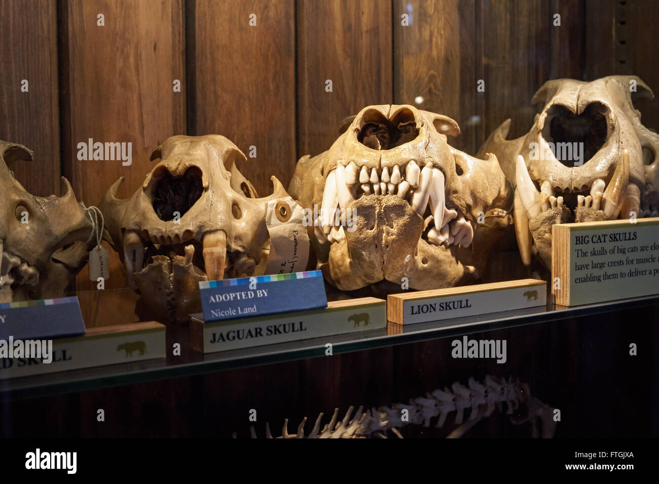 La subvención Museo de Zoología, grandes felinos cráneos, Londres England Reino Unido Foto de stock