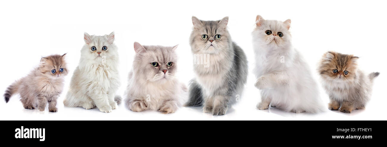 Gatos persas de la familia delante de un fondo blanco Foto de stock