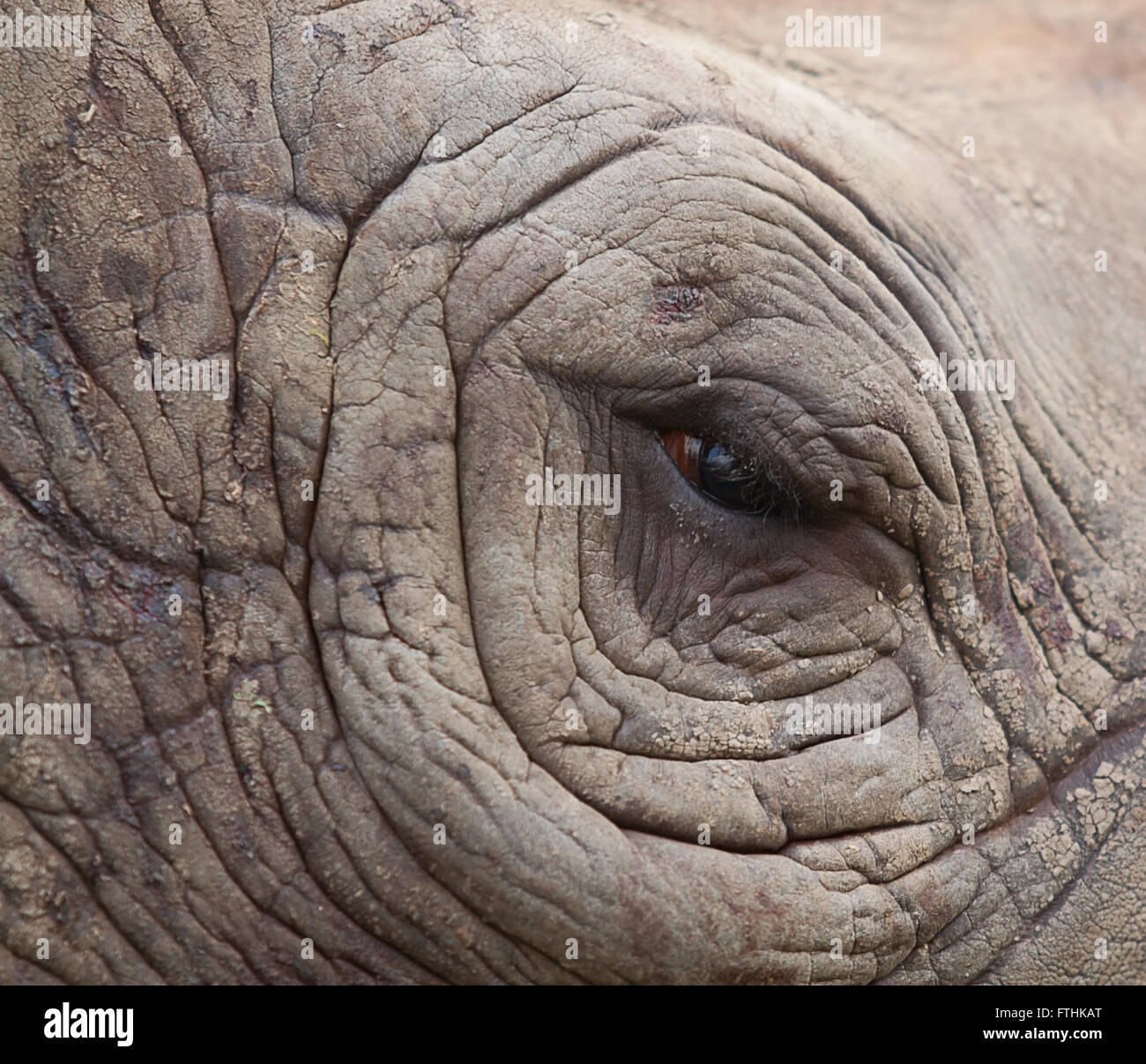 Estudio fotográfico de un ojo del rinoceronte negro Foto de stock