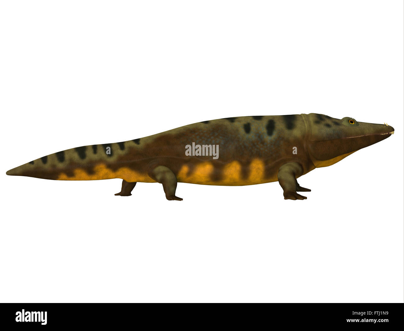 Mastodonsaurus es un anfibio acuático animal que vivía en Europa durante el período Triásico. Foto de stock