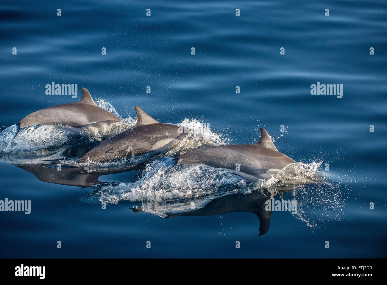 Long-Beaked Delfín Común Delphinus capensis Foto de stock