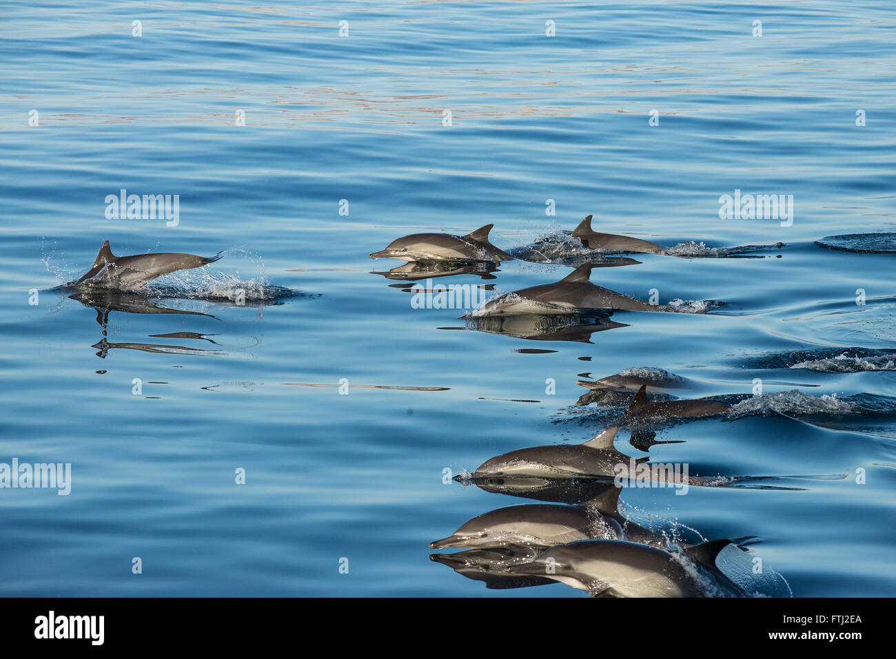 Long-Beaked Delfín Común Delphinus capensis Foto de stock