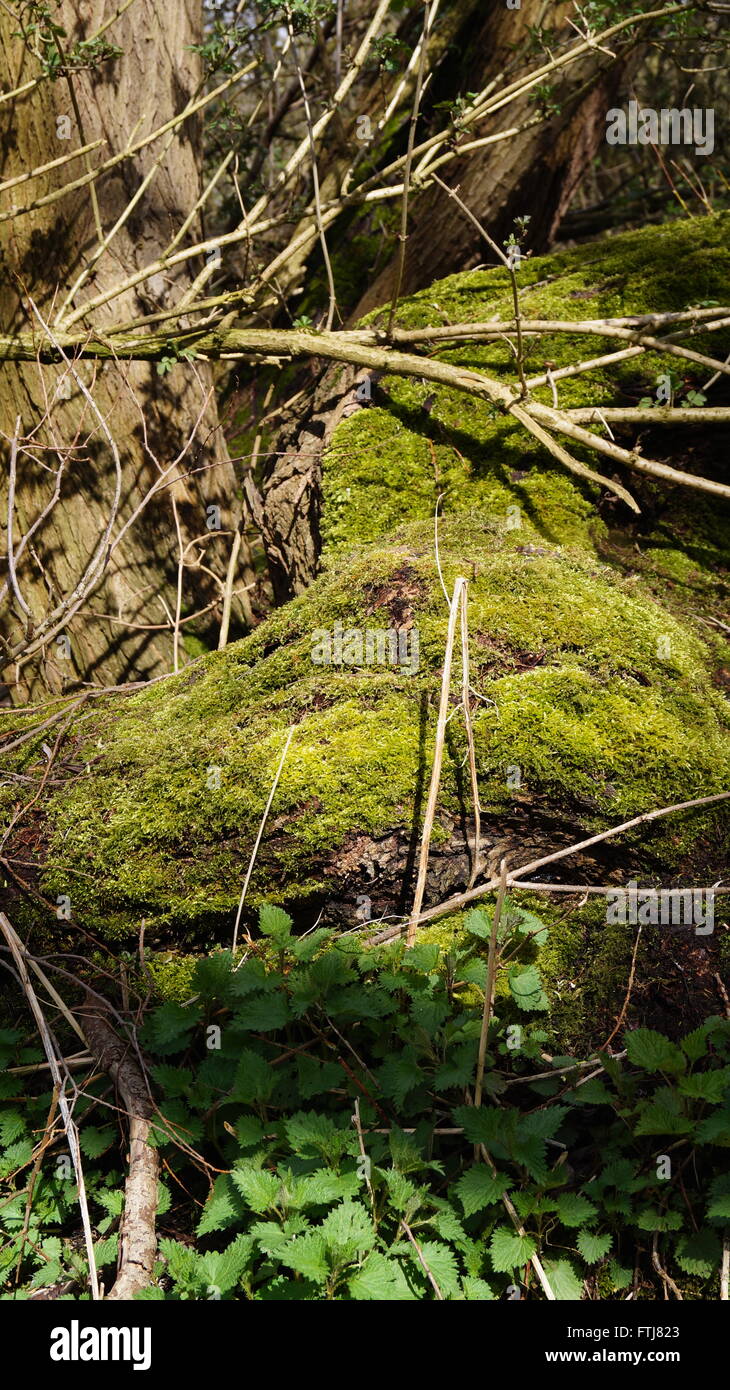 Moss creciendo sobre un tocón de árbol a principios de la primavera, la luz del sol con las sombras de los árboles comprendidos entre las ortigas Foto de stock