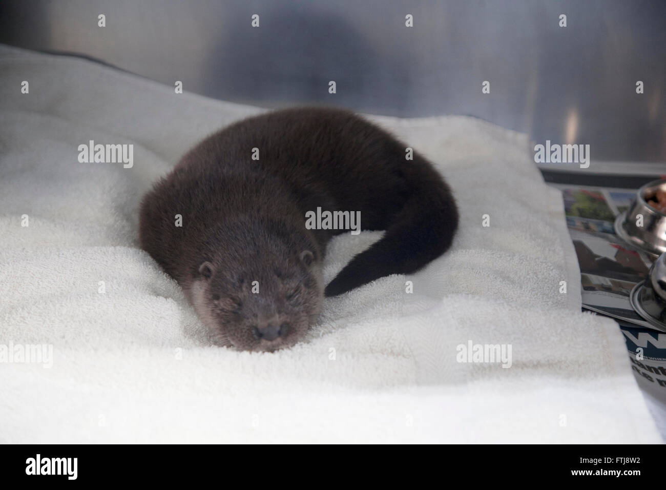 Nutria Europea menores durmiendo en la jaula en el hospital de vida silvestre Foto de stock