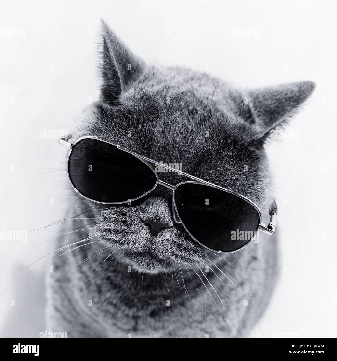 Retrato de British Shorthair gato gris con gafas de sol Foto de stock