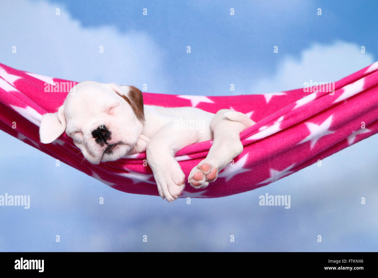 Boxer alemán. Puppy (6 semanas) dormir en una hamaca. Alemania Fotografía  de stock - Alamy
