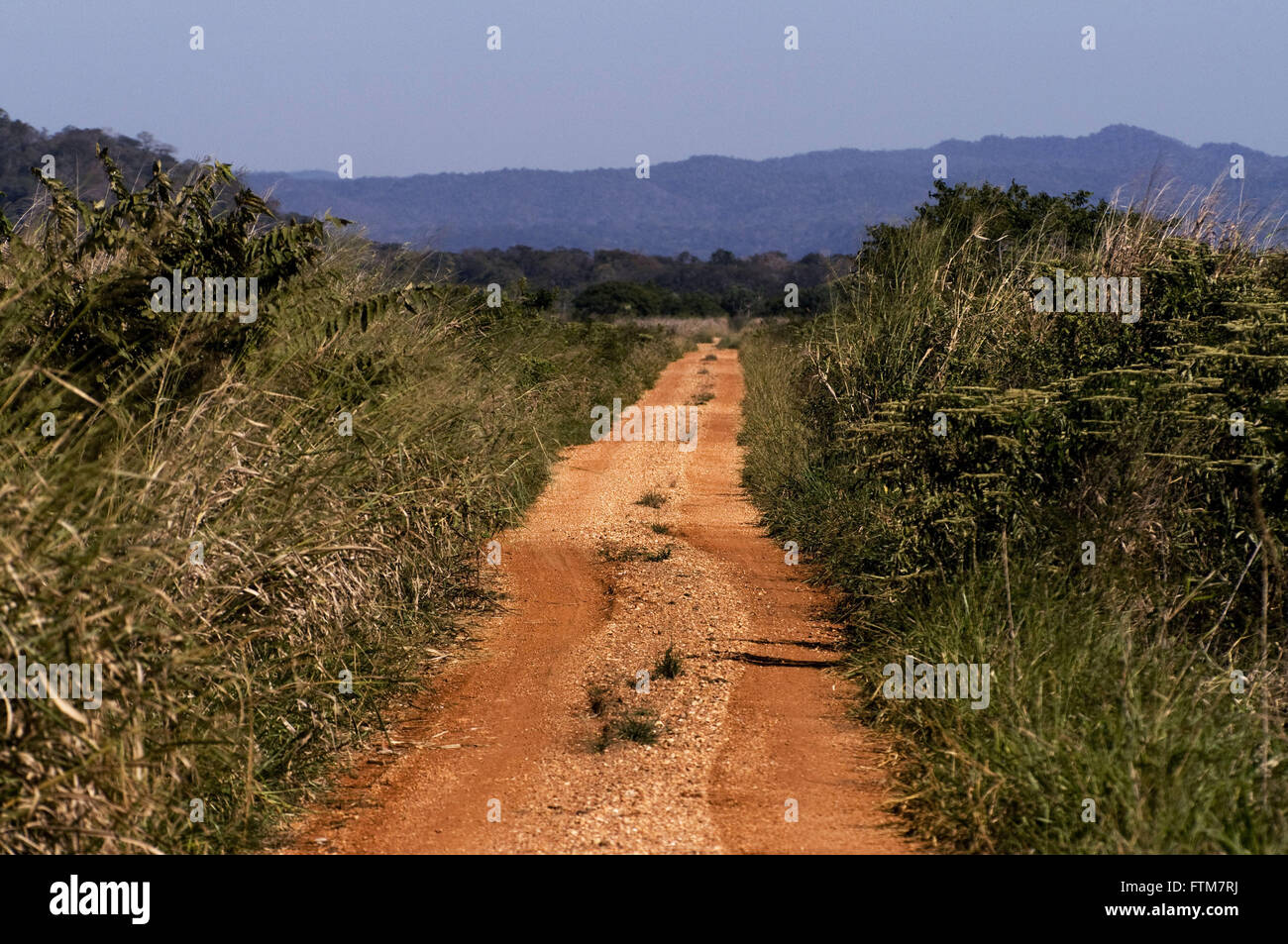 Camino de tierra en las zonas rurales del sur de Miranda en el Pantanal. Foto de stock