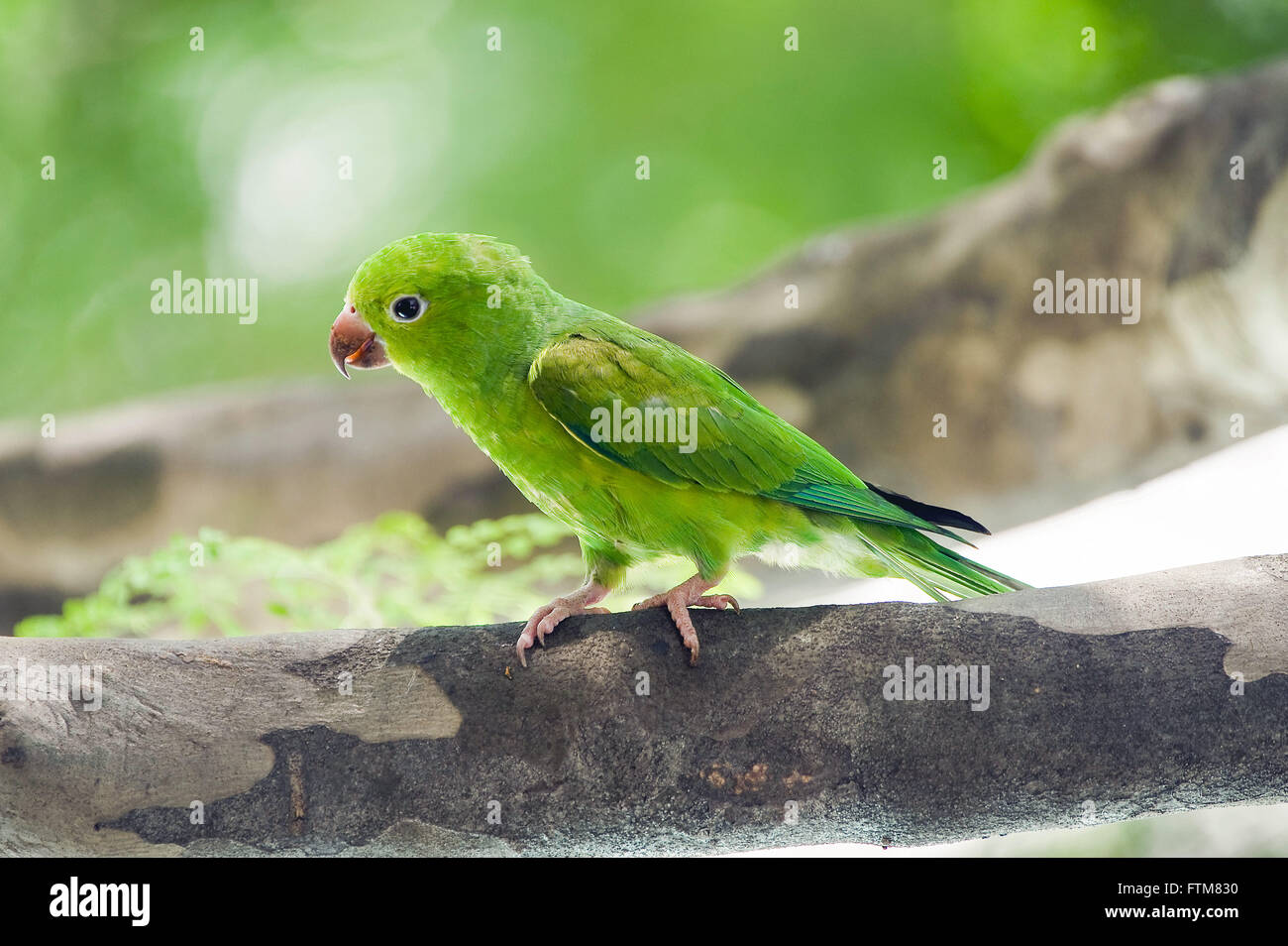 El perico ricos también conocido como amarillo-winged parakeet Foto de stock
