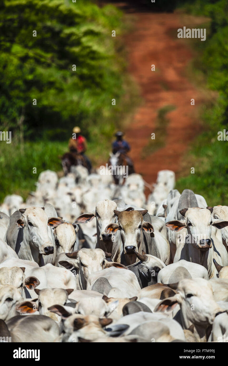 Los peatones conduciendo ganado en un camino de tierra Foto de stock
