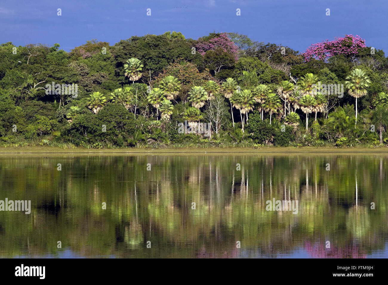 Lago salino Barranco Alto Granja en Pantanal Sur Foto de stock