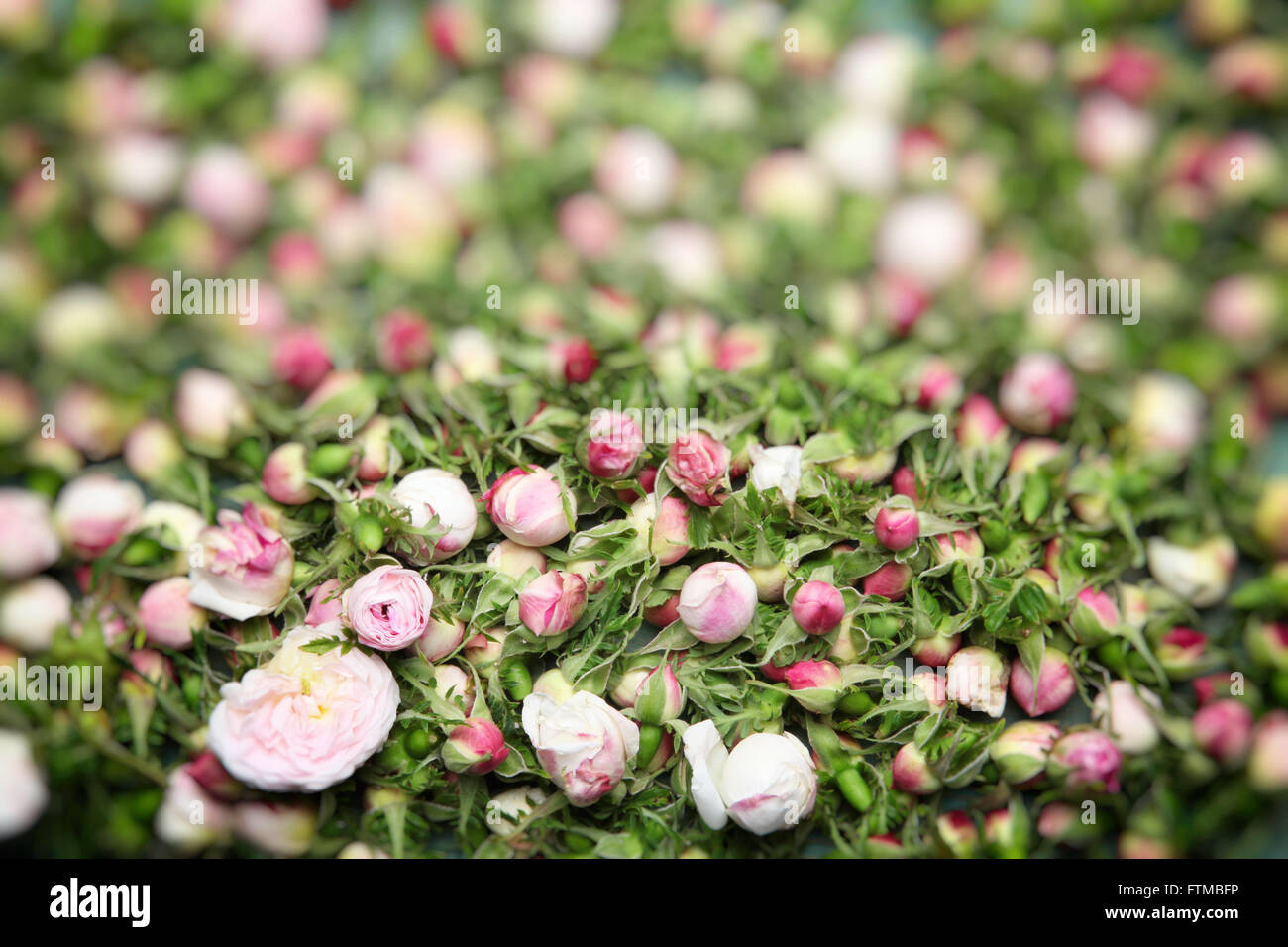 Imagen de vintage nostálgico de rosas blancas yemas textura de fondo. Foto de stock