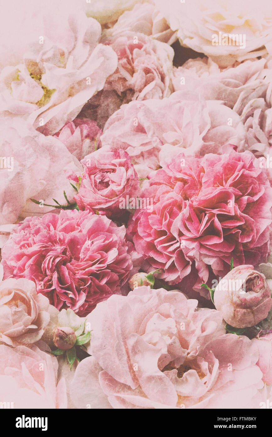 Imagen de rosa rosas vintage textura de fondo Fotografía de stock - Alamy