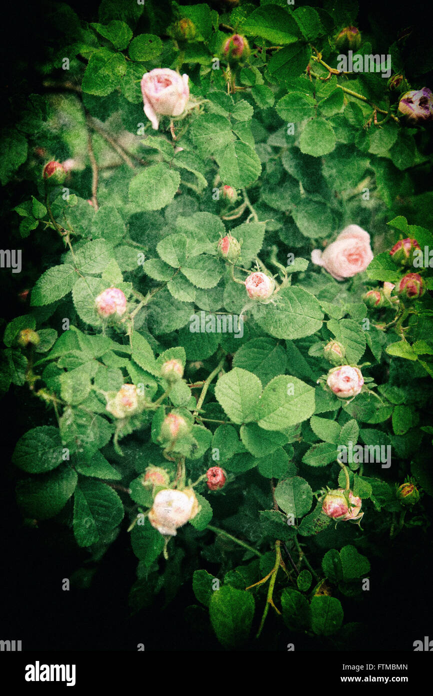 Imagen de vintage rosas blancas bush en un romántico jardín de verano. Foto de stock
