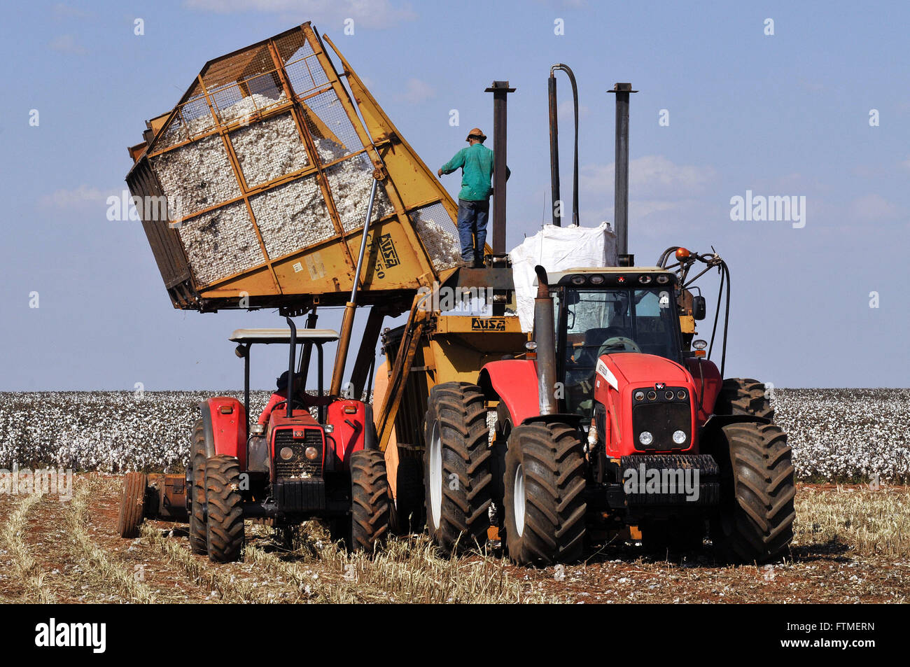 Tractor con bass boy algodón descargando directamente en la prensa de la cosechadora Foto de stock