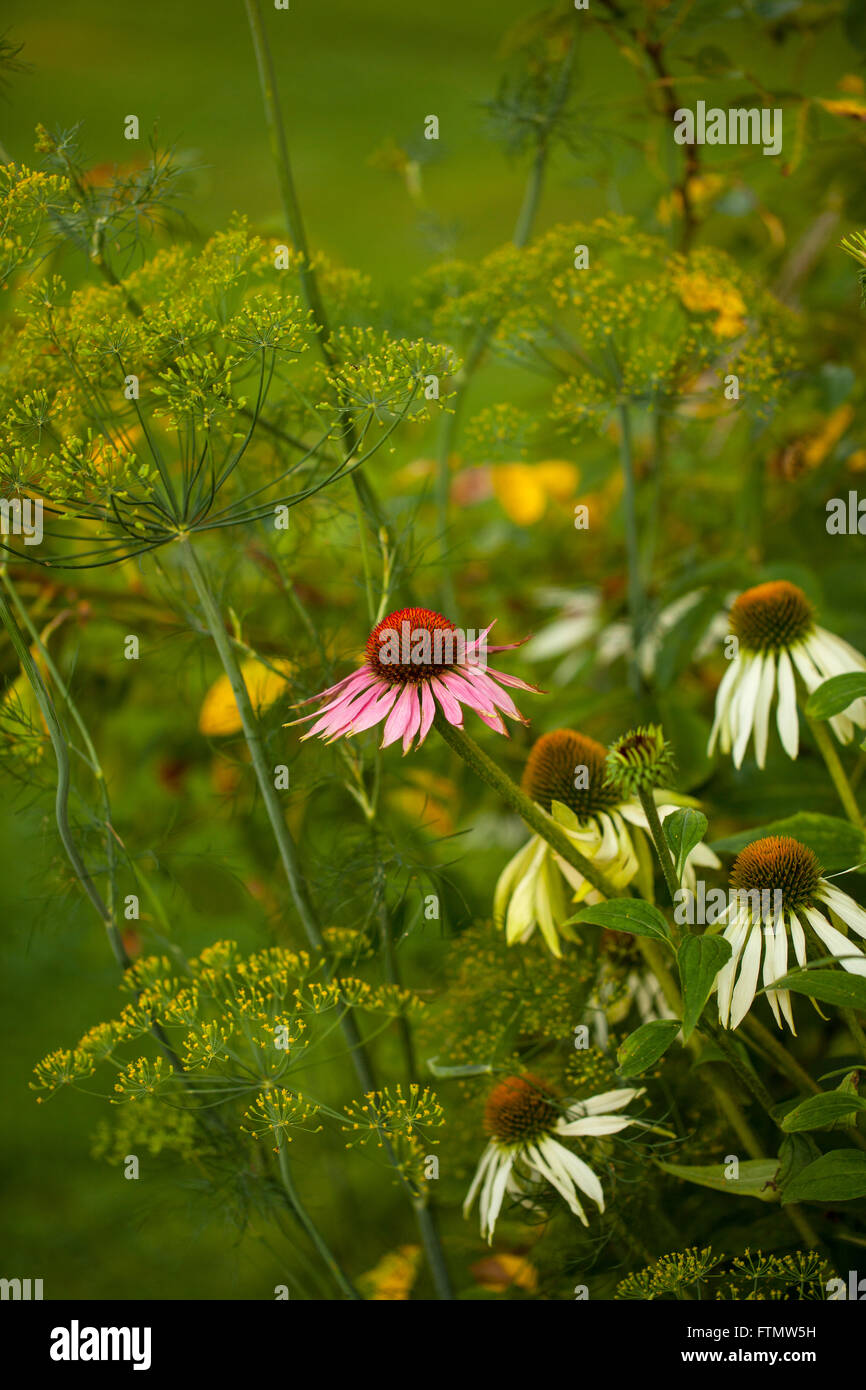 La equinácea flores en un jardín de hierbas de verano. Foto de stock