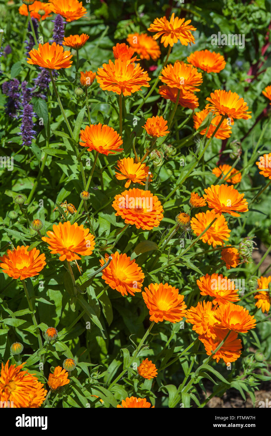 Imagen de cama con flores de caléndula (Calendula officinalis) Foto de stock