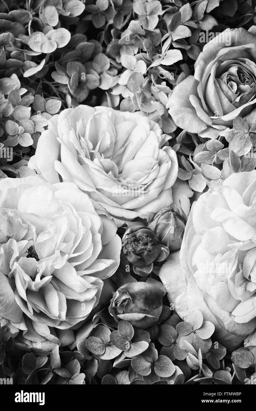 Imagen de vintage negro - rosas blancas. Foto de stock