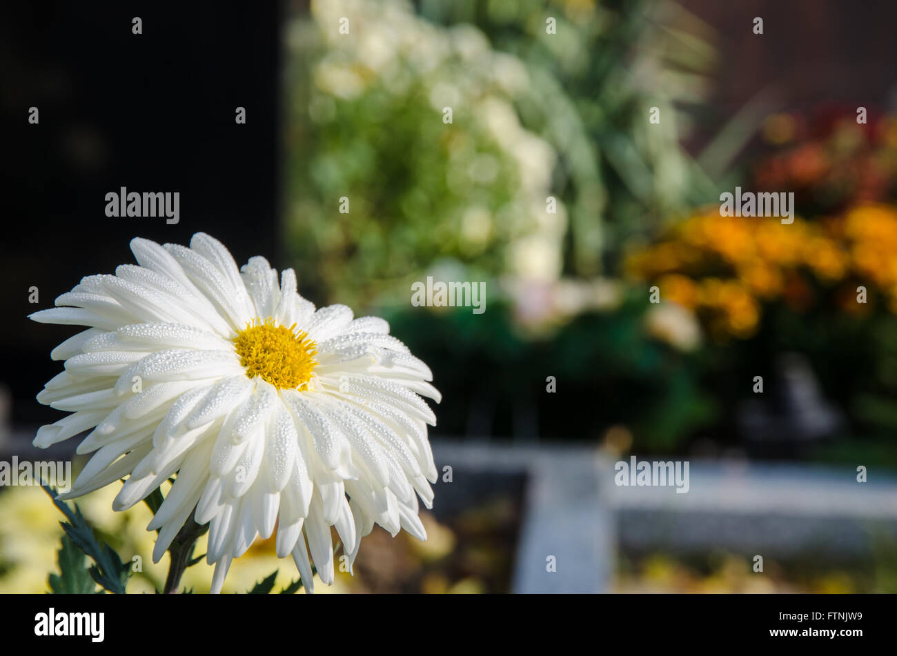 Detalle de la flor de crisantemo blanco contra cementerio concepto Foto de stock