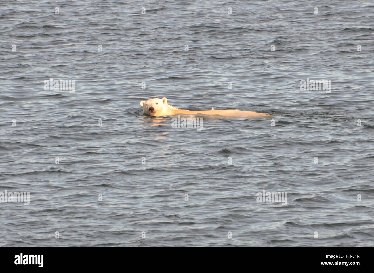 Un oso polar nadando en aguas abiertas en el Mar de Chukchi frente a las costas de Alaska. La drástica reducción del hielo marino ha dado lugar a largas sesiones de natación para los osos polares que puede nadar 200 millas cuando sea necesario. Foto de stock