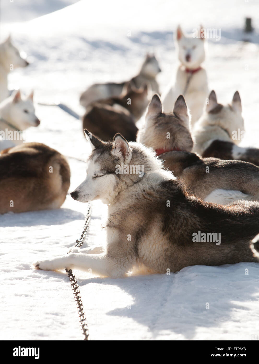 Huskies pasar tiempo al aire libre en Laponia, Finlandia Foto de stock