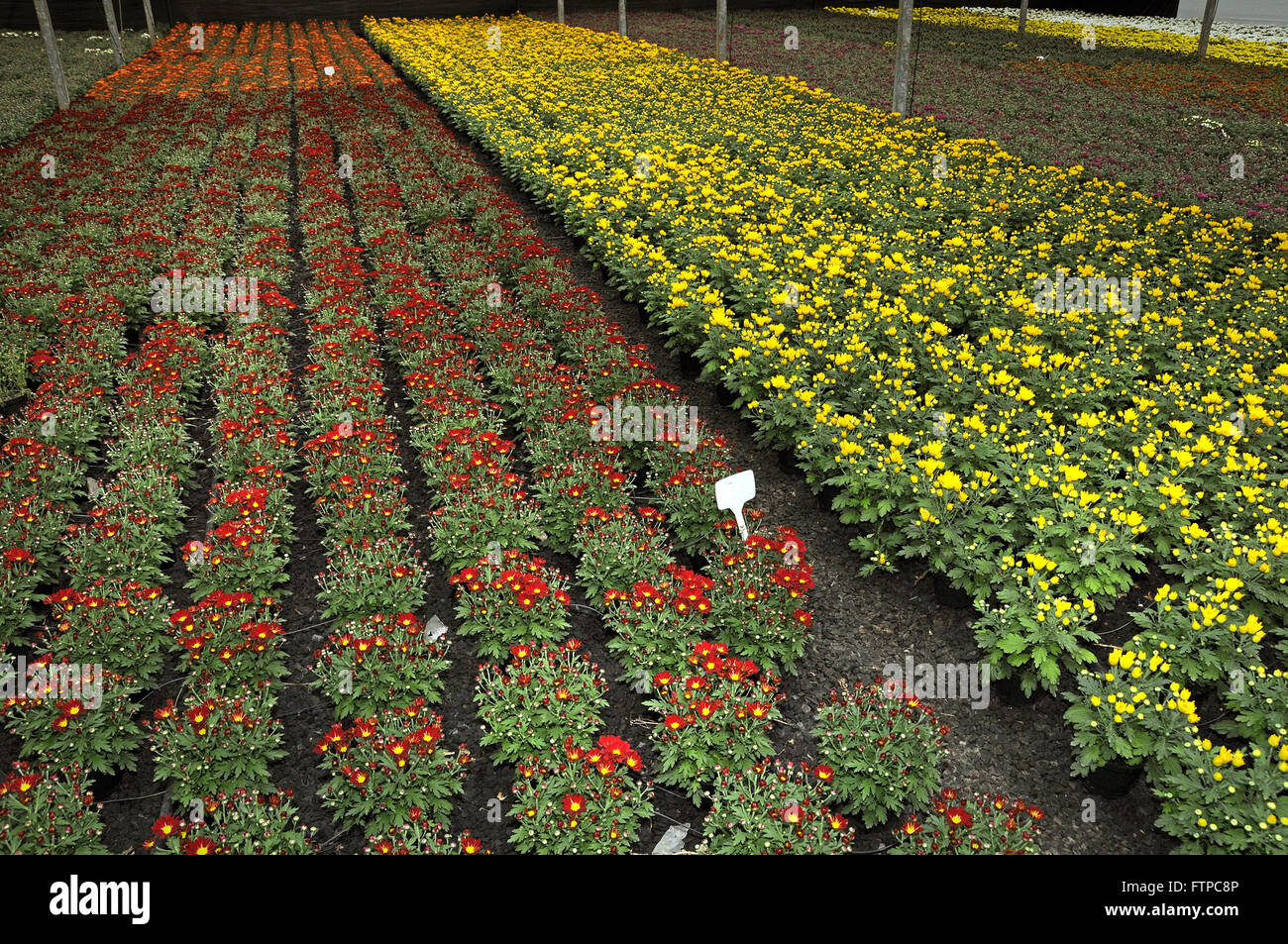 El cultivo de plantas ornamentales Holambra - Indoor SP Foto de stock