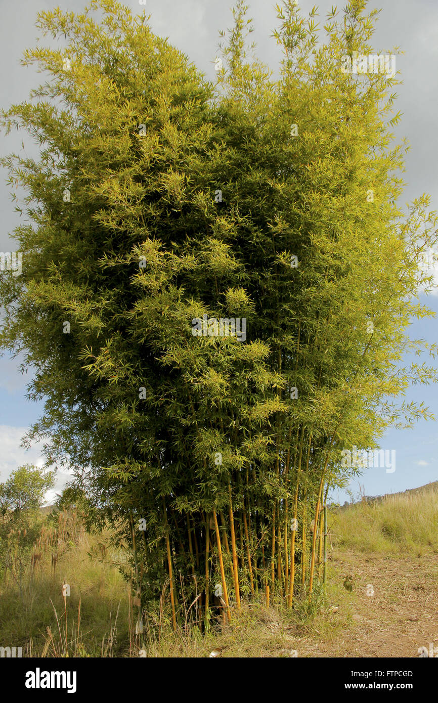 Bamboo bambusa vulgaris fotografías e imágenes de alta resolución Alamy