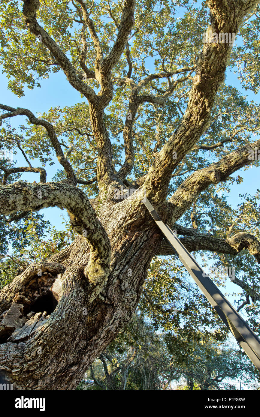 Coastal Live Oak, siendo apoyado por el marco de hierro. Golfo de México. Foto de stock