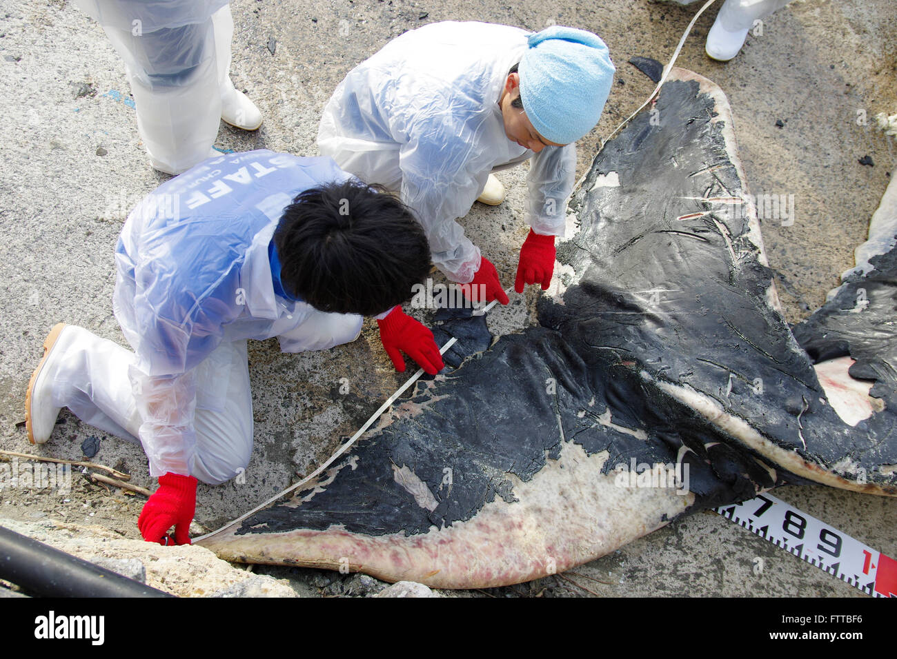 Por disección Okinawa Churashima Research Center de ballena jorobada joven que vararon cerca de Kadena, en Okinawa, Japón. 19/02/2016 Foto de stock