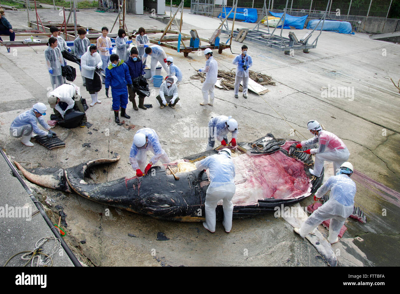 Por disección Okinawa Churashima Research Center de ballena jorobada joven que vararon cerca de Kadena, en Okinawa, Japón. 19/02/2016 Foto de stock