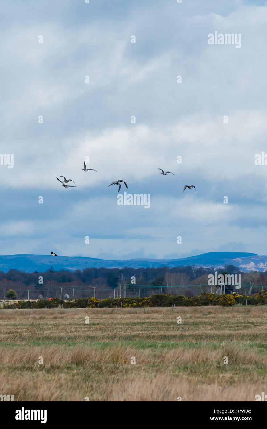Gansos volando lejos los pastizales en tierras altas escocesas Foto de stock