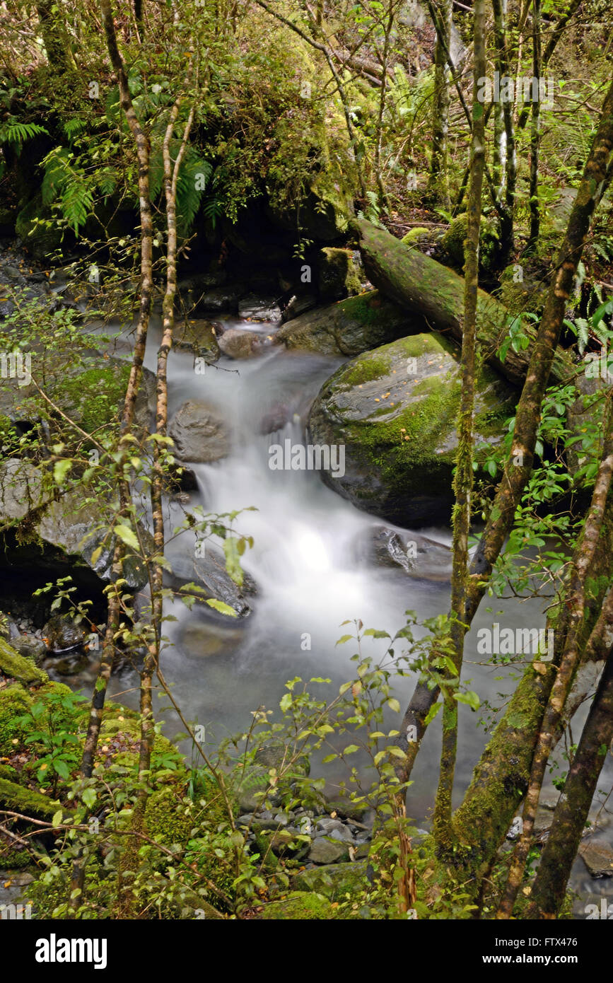 Una Nueva Zelandia arroyo fluye a través de un parche de bosque de hayas en Westland. Foto de stock