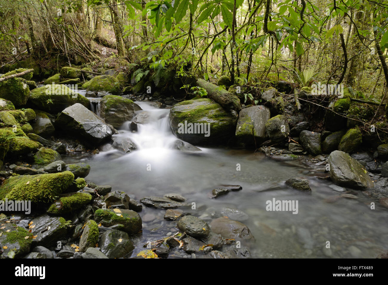 Una Nueva Zelandia arroyo fluye a través de un parche de bosque nativo en Westland. Foto de stock