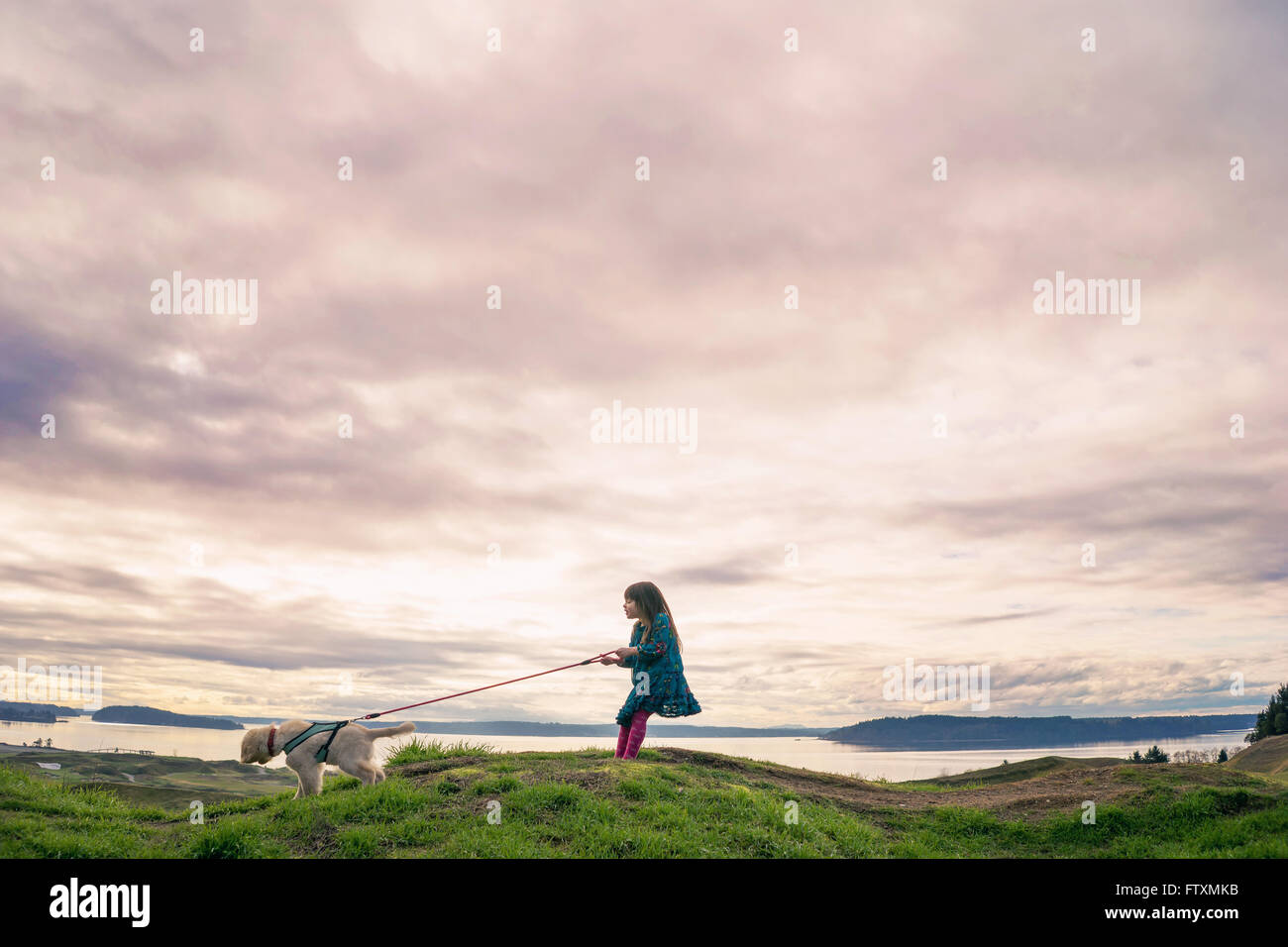 Caminar joven cachorro golden retriever Foto de stock