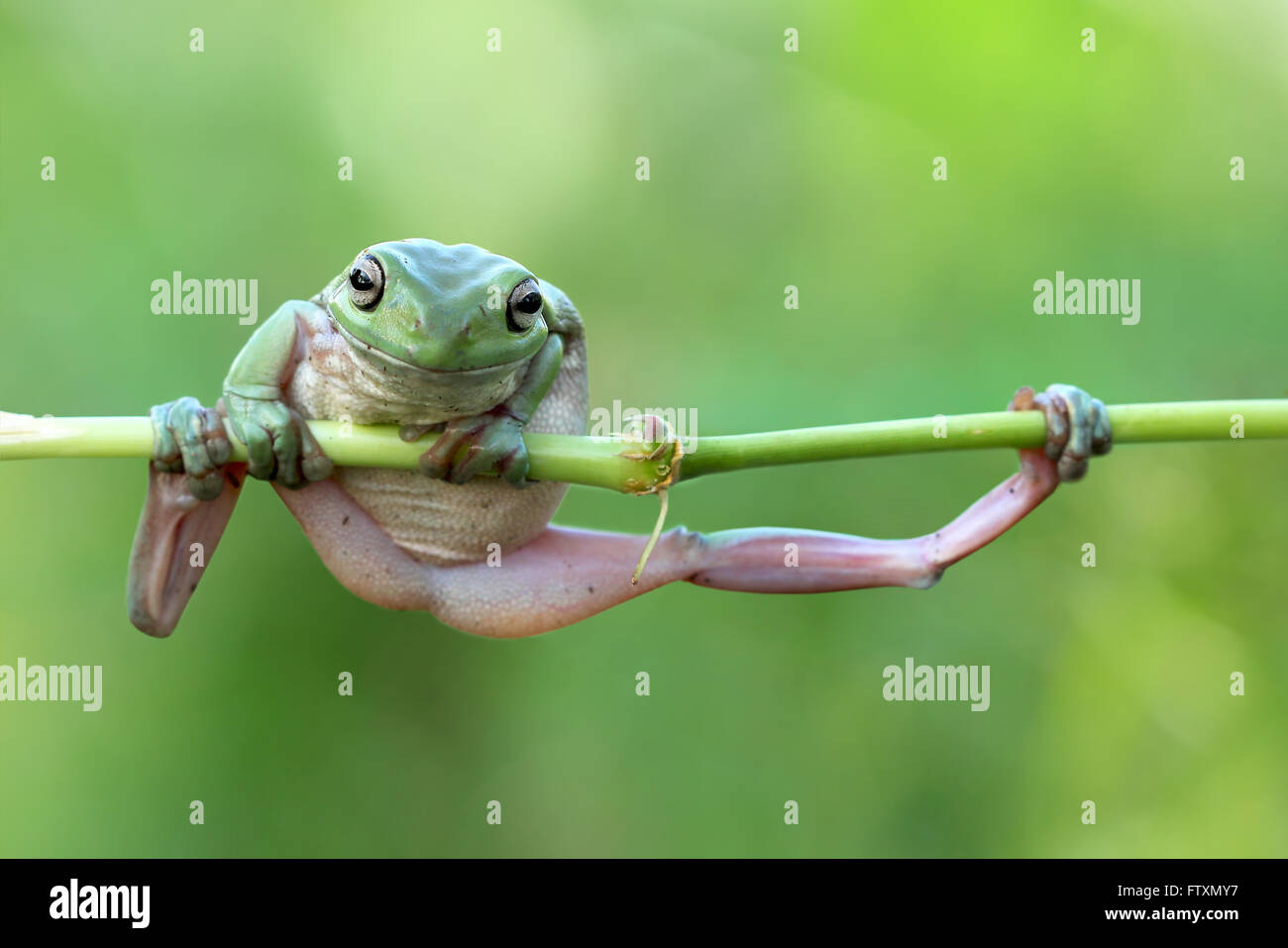 Retrato de una cochambrosa Tree Frog sentado en una rama, Indonesia Foto de stock